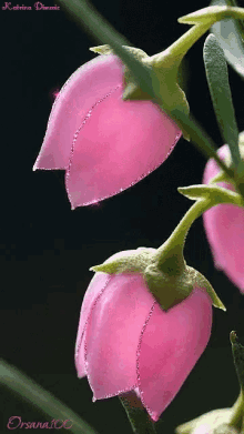 Pink Tulips GIF - Pink Tulips GIFs