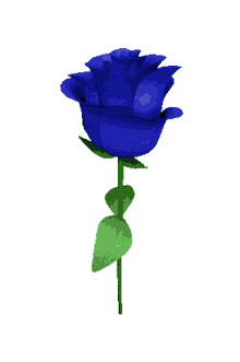 neked hoztam rose flower spinning blue rose neked hoztam rose flower spinning blue rose