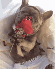 Dog Catiolo GIF - Dog Catiolo Rose GIFs