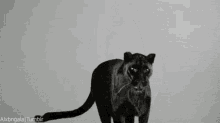 Black Panther GIF - Black Panther Jump GIFs