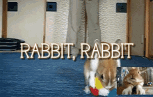 rabbit rabbit funny pop ball 1st of the month rabbit rabbit funny pop ball 1st of the month