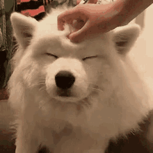 Pet Dog GIF - Pet Dog Adorable GIFs
