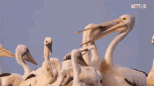 Pelicans Feeding GIF - Pelicans Feeding Family GIFs