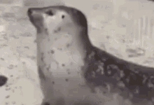 Seal In And Out GIF - Seal In And Out Funny GIFs