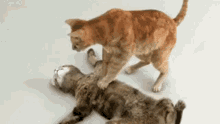 Dead Cats GIF - Dead Cats Play GIFs