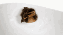 Duckling Swimming GIF - Duckling Duck Swimming GIFs