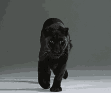Panther Panthers GIF - Panther Panthers Black Panther GIFs