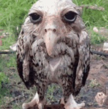 diluc genshin impact diluc diluc of mondstat sopping wet owl owl diluc genshin impact diluc diluc of mondstat sopping wet owl owl