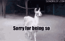 Me GIF - Llama Im Sorry For Being So Fabulous Sorry Not Sorry GIFs