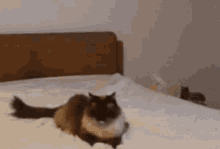 Cat Slap GIF - Cat Slap GIFs