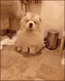 Chow Chow Puppy GIF - Chow Chow Puppy Dog GIFs