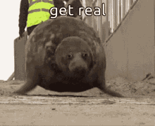 Animals With Captions Get Real GIF - Animals With Captions Get Real Fat Seal GIFs