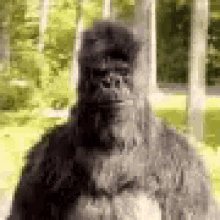 Gorilla Thumbs Up GIF - Gorilla Thumbs Up Good Job GIFs