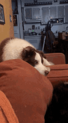 Border Collie Dogs GIF - Border Collie Dogs Cute GIFs