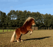 Happy Horse GIF - Happy Horse Pony GIFs