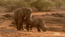 You Cant Be Here Elephant Vs Rhino Animal Fight Night GIF - You Cant Be Here Elephant Vs Rhino Animal Fight Night World Rhino Day GIFs