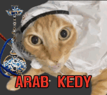 arab kedy arabic cat arap kedi