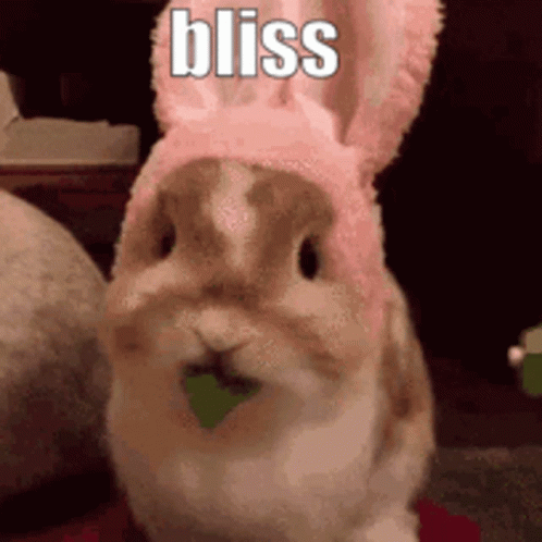 Blissimply Bunny GIF - Blissimply Bunny GIFs
