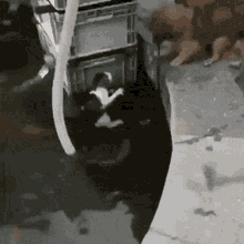 Dog Rescues Cat Helping GIF - Dog Rescues Cat Helping GIFs