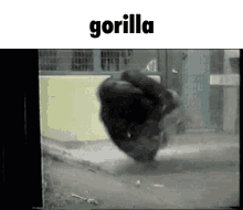 Gorilla Speed GIF - Gorilla Speed Fast GIFs