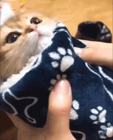 Cat Cute GIF - Cat Cute Burrito GIFs