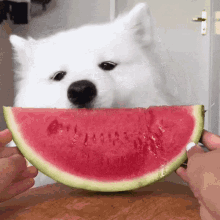 Maya Dog GIF - Maya Dog Watermelon GIFs