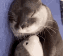 Otter Sleep GIF - Otter Sleep Doll GIFs