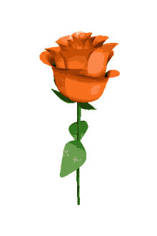 neked hoztam rose flower spinning neked hoztam rose flower spinning