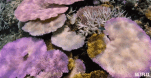 Coral Reef Under The Sea GIF - Coral Reef Under The Sea Pink GIFs