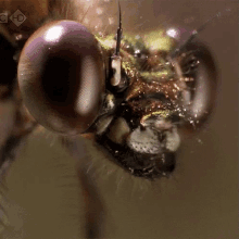 It'S Chow Time! GIF - Dragonfly Chewing Zoom GIFs