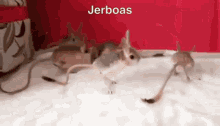 roingus jerboa jerboas roing boing boing