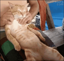 When You Think That “significant Other” Is Code For “free Backrub Machine.” GIF - Cat Massage Relax GIFs