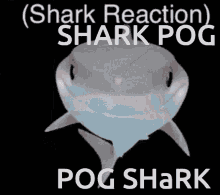 Pog Shark GIF - Pog Shark Poggers GIFs