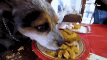 Eating The Pet Collective GIF - Eating The Pet Collective Hungry GIFs