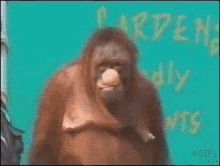 monkey primate gorilla