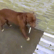 Dog Cachorro GIF - Dog Cachorro Faca GIFs