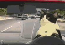 Cat Driving GIF - Cat Driving Cruising GIFs