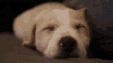 Dog Sleeping GIF - Dog Sleeping Nap Time GIFs
