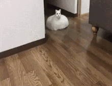 Cat Roomba GIF - Cat Roomba Cat Roomba GIFs