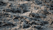 crawling turtles nat geo wild group of turtles wriggling turtles group of hatchlings crawling turtles nat geo wild group of turtles wriggling turtles group of hatchlings