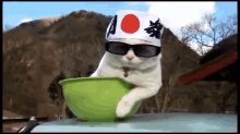 cat bowl japan funny