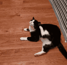 Scratching Fleas Tuxedo Cat GIF - Scratching Fleas Tuxedo Cat Itchy Ears GIFs