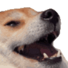 kek dog laughing kekdoge doge