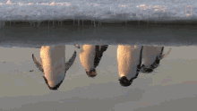thats more than double previous counts national geographic adelie penguin numbers have marched upward but should we be happy it doubled the total of previous counts thats more than double previous counts national geographic adelie penguin numbers have marched upward but should we be happy it doubled the total of previous counts