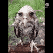 Sad Owl Transition GIF - Sad Owl Owl Transition GIFs
