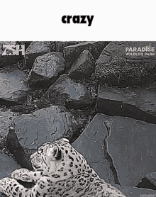 Crazy Tiger GIF - Crazy Tiger Crazy Tiger GIFs