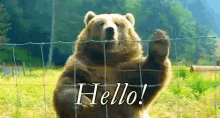 Hello Bear GIF - Hello Bear How Are You GIFs