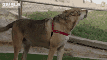 Barking Cesar Millan GIF - Barking Cesar Millan Cesar Millan Better Human Better Dog GIFs