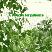 Nature A Serenity For Patience GIF - Nature A Serenity For Patience Leaves GIFs