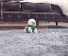 Cute Puppy GIF - Cute Puppy Excited GIFs